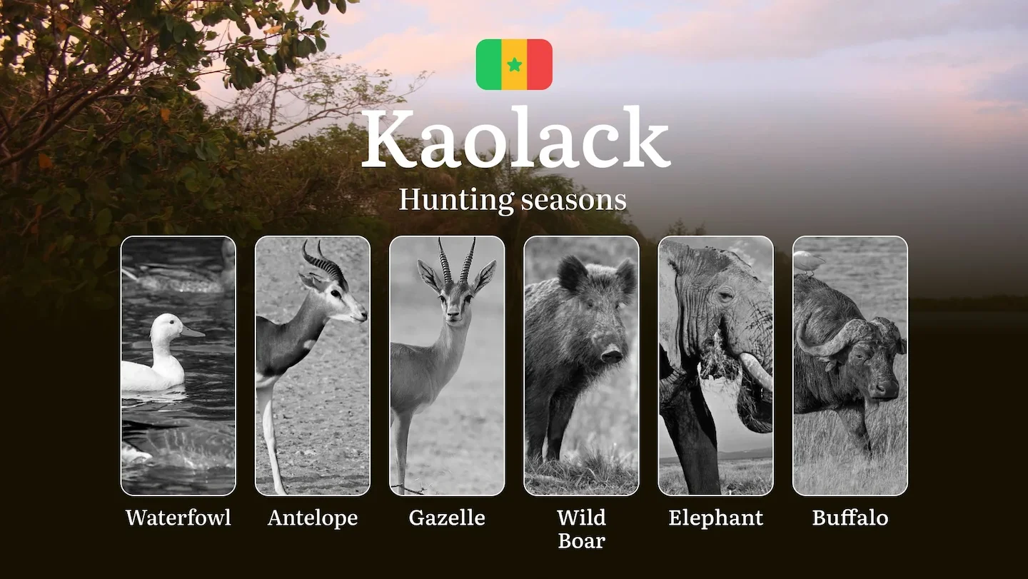 Seasons of Hunting in Senegal, the KAOLACK Region: Time and Dates, Restrictions and Prohibited Species, Tips for Choosin…
