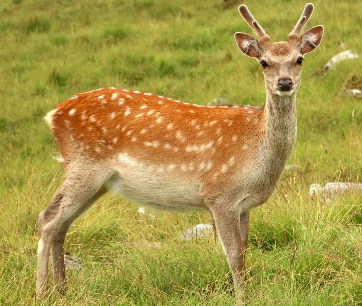Radical Proposals in Ireland’s Wildlife Law Review