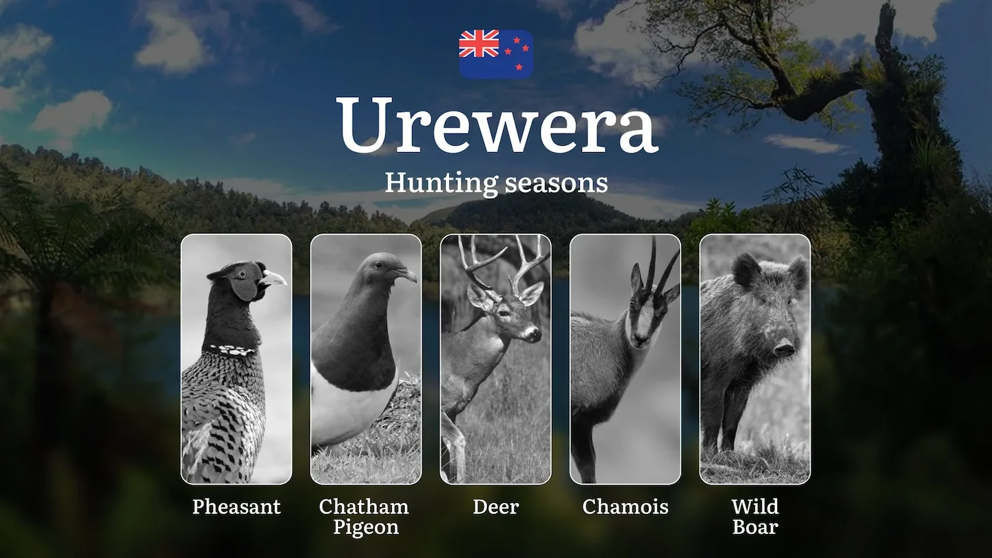 UREWERA Hunting Season: Rules and Timeframes, Documents, Clubs, and Access, Tips from Experienced Hunters