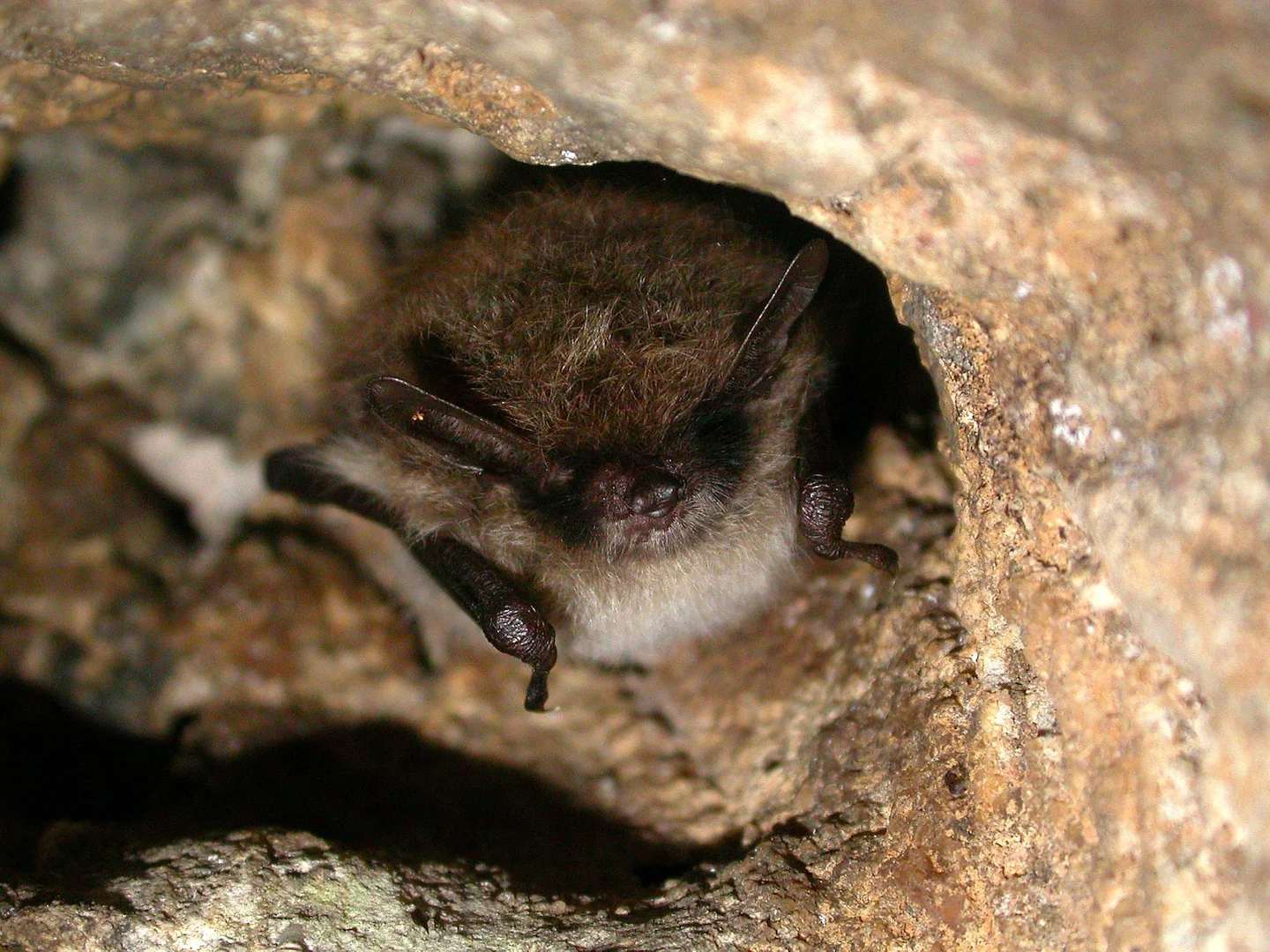 Photo of Baardvlermuis (Myotis mystacinus)