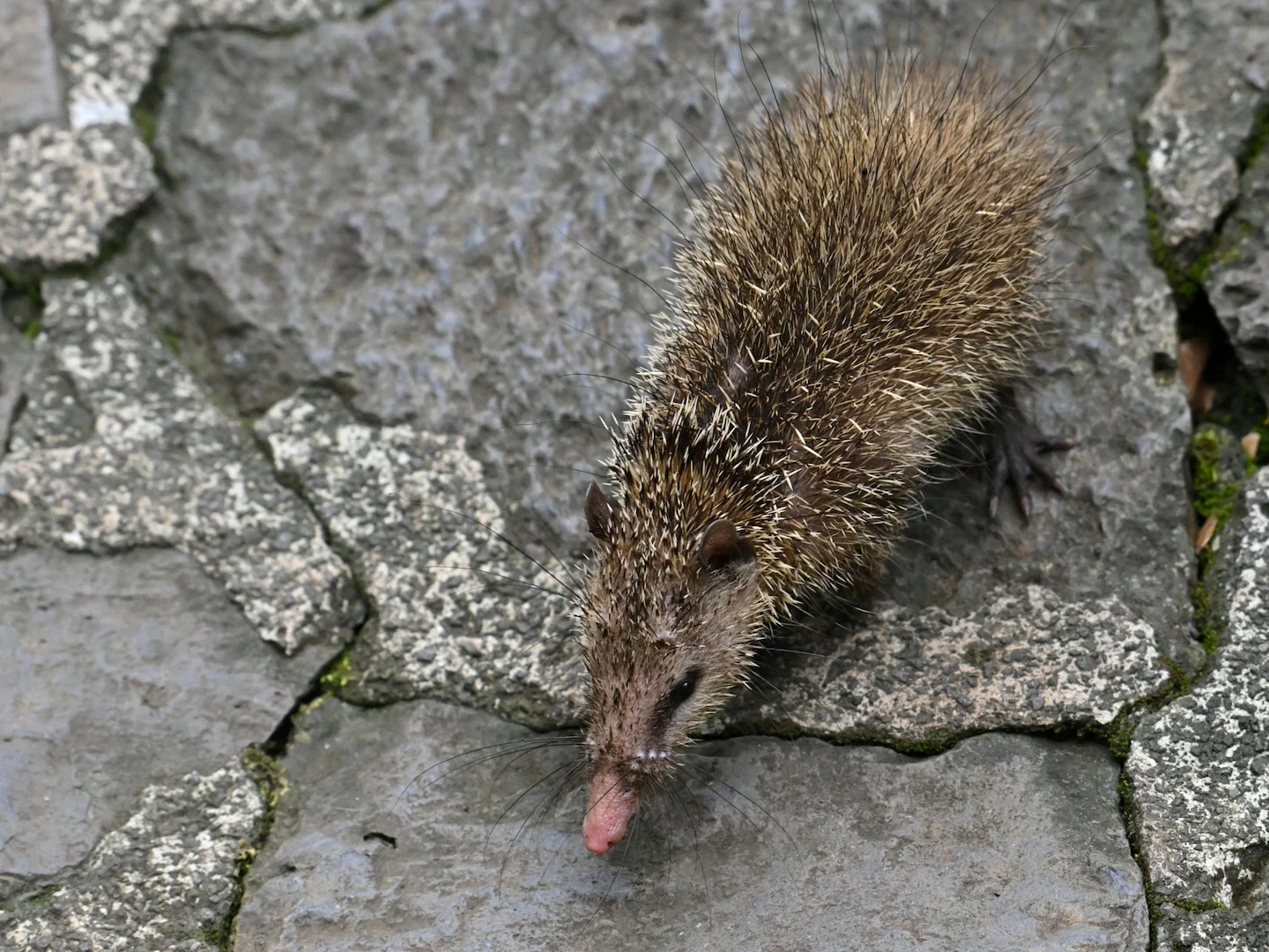 Photo of Stertlose tenrek (Tenrec ecaudatus)