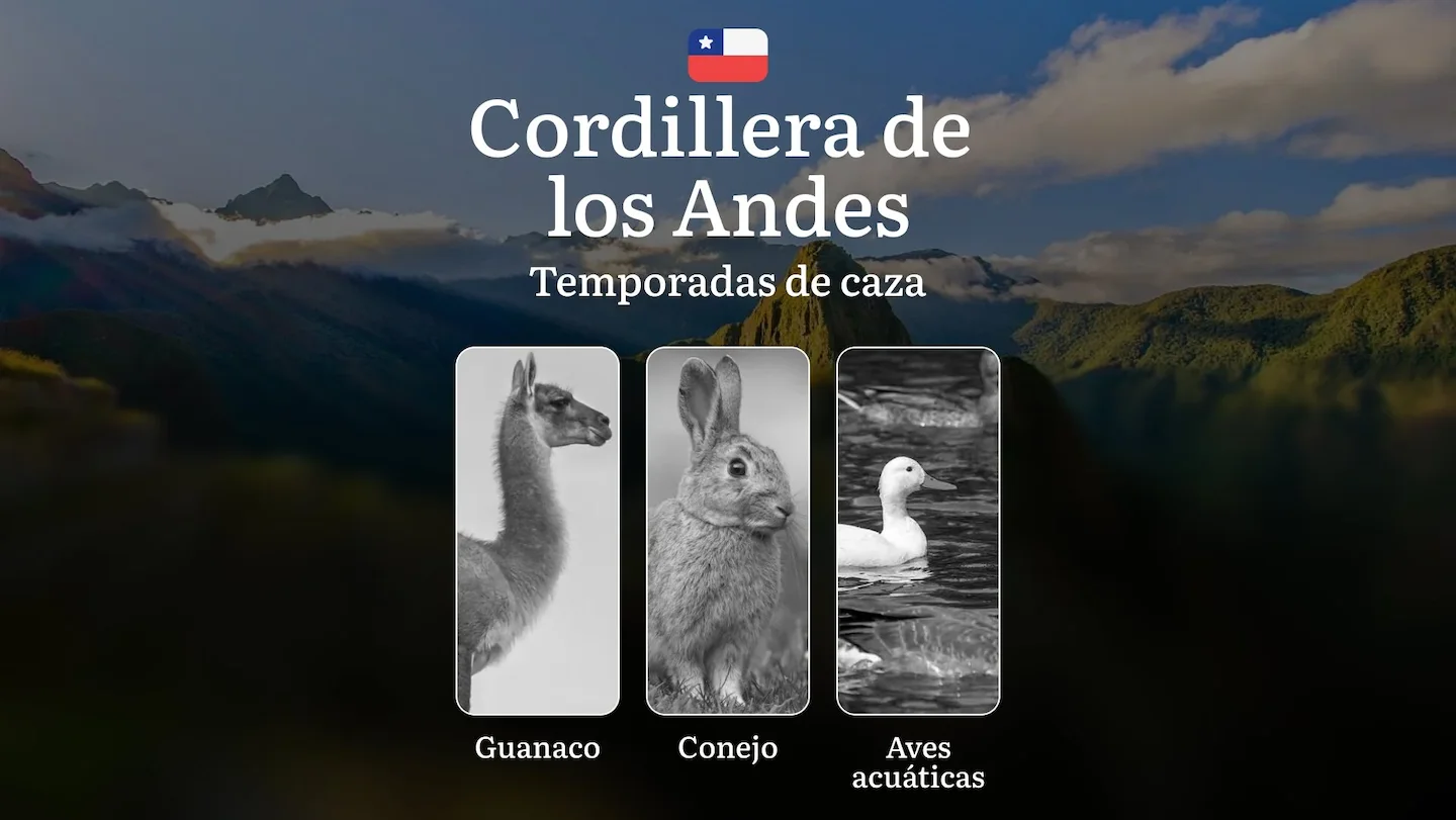 Fechas de caza en la región de La Cordillera de los Andes (Chile): épocas de caza, permisos y particularidades, táctica,…