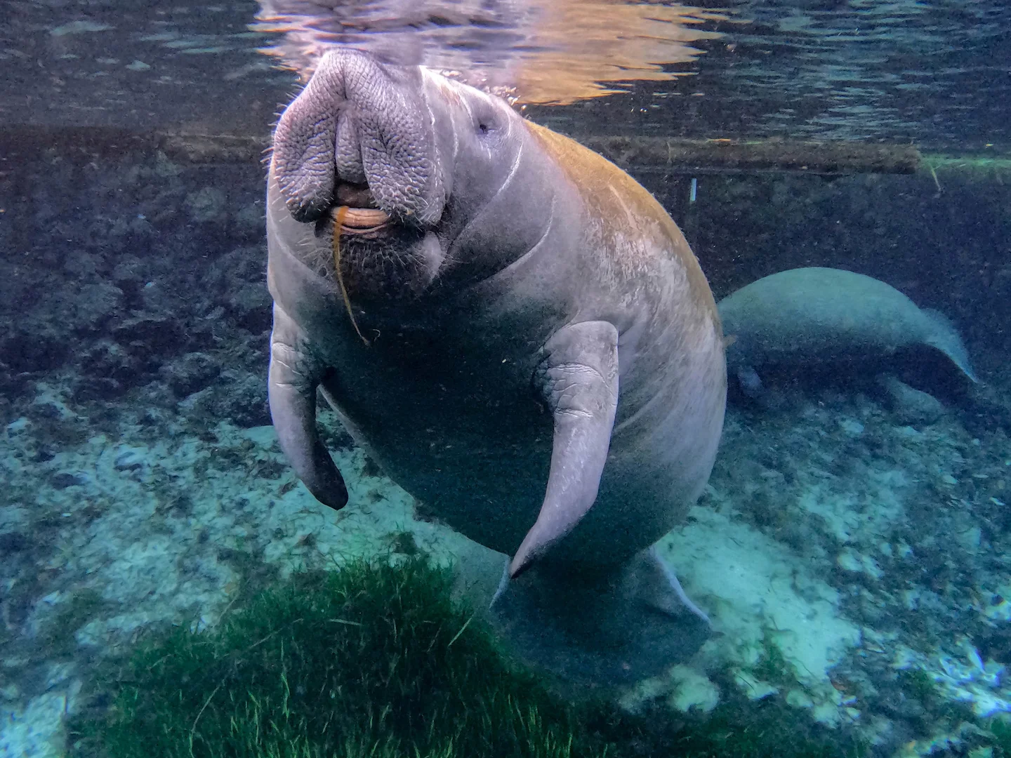 Photo of Wes-Indiese seekoe (Trichechus manatus)