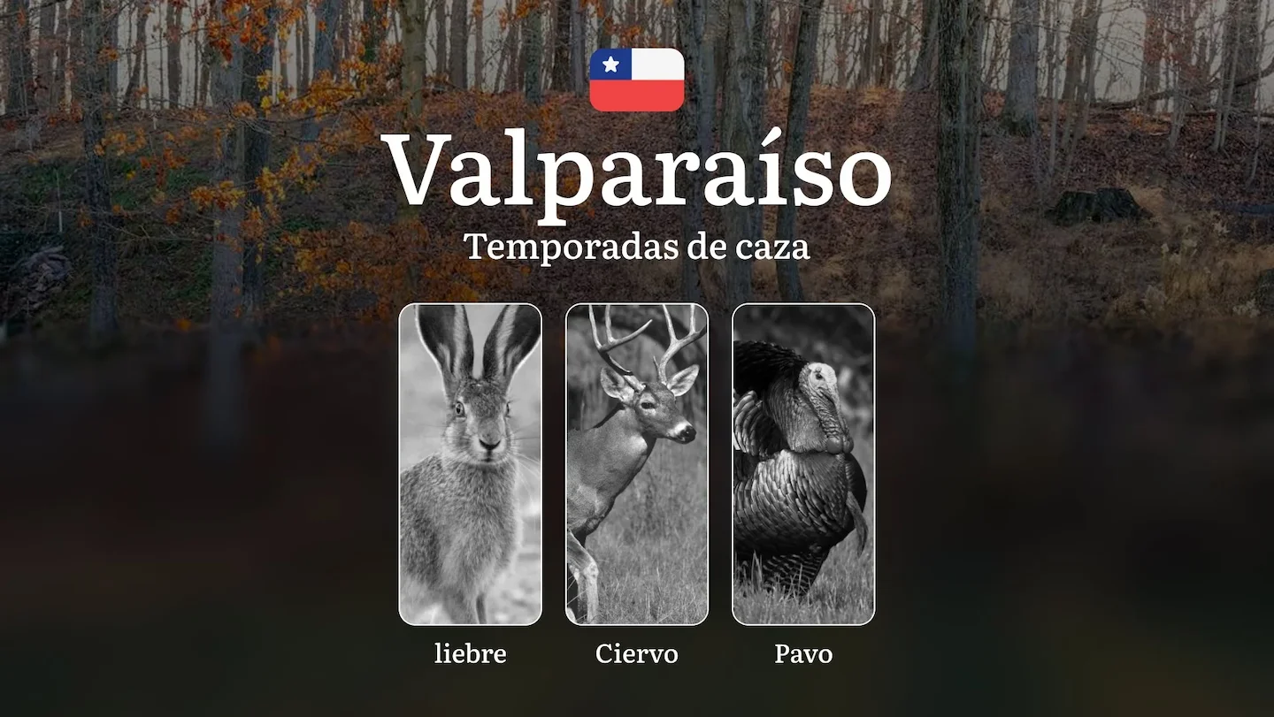 Región de Valparaíso: Temporadas de caza en Chile — épocas, licencias y normas para una caza exitosa, características es…