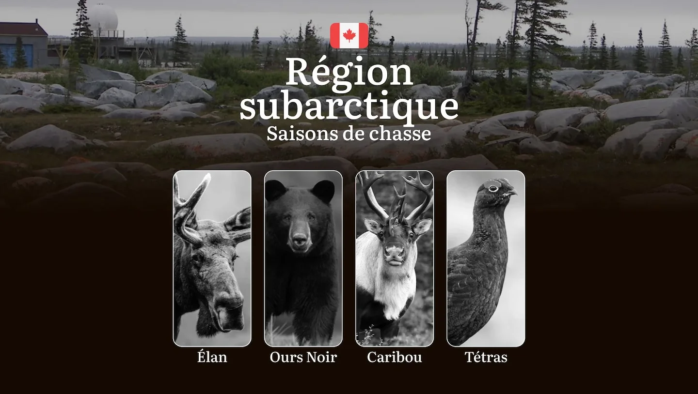 Les périodes de chasse en RÉGION SUBARCTIQUE: Ouverture et fermeture des saisons, permis indispensables, réglementations…