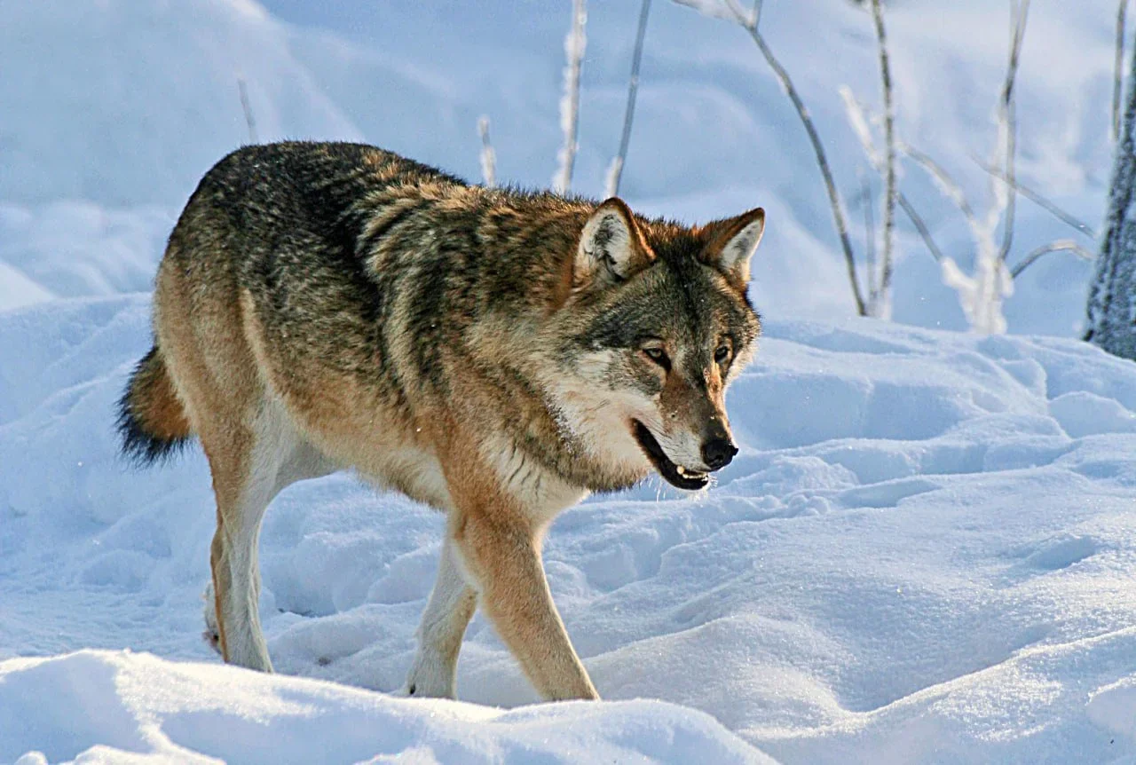 Finland Wolf Hunting Update: 81 Wolves Shot, Including 3 Wolfdog Hybrids – Latest Quota, DNA Testing & Regional Stats