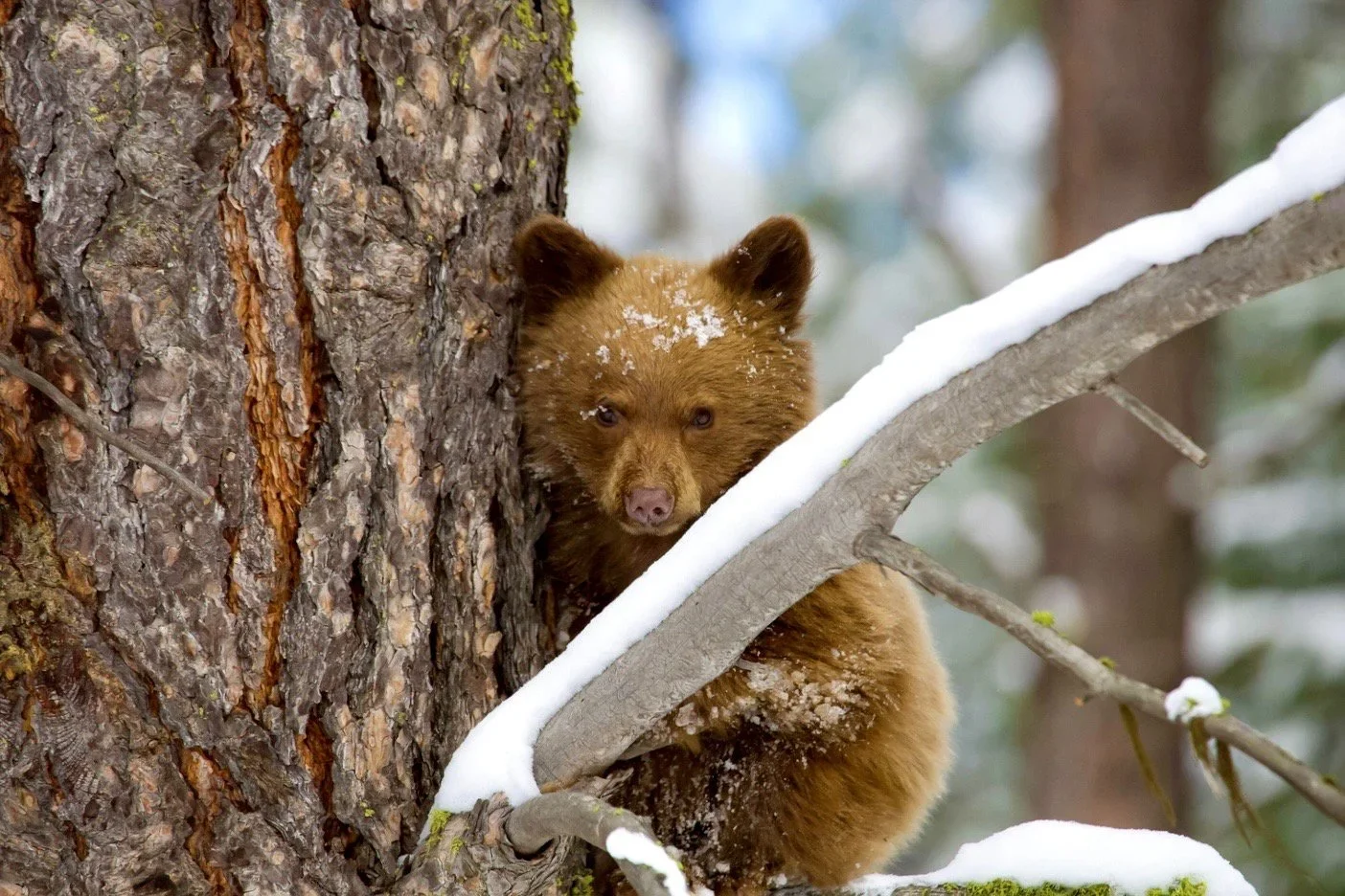 L’orso bruno marsicano (Ursus arctos marsicanus), endemismo esclusivo dell’Appennino centrale, rappresenta oggi non solo…