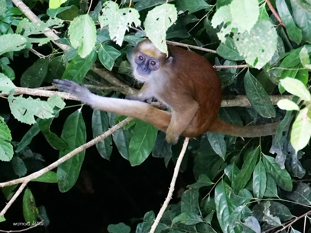 Photo of Olyfkolobus (Procolobus verus)
