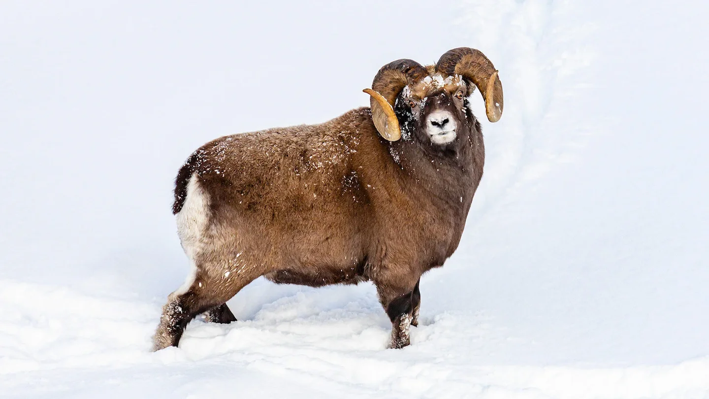 Schneeschaf (Sibirischer Steinbock)