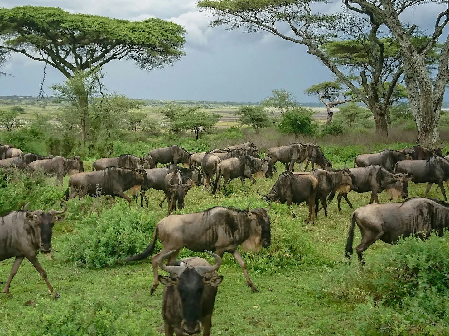 Exploring the Ansongo-Ménaka Animal Reserve: Laws, Clubs, Legislation