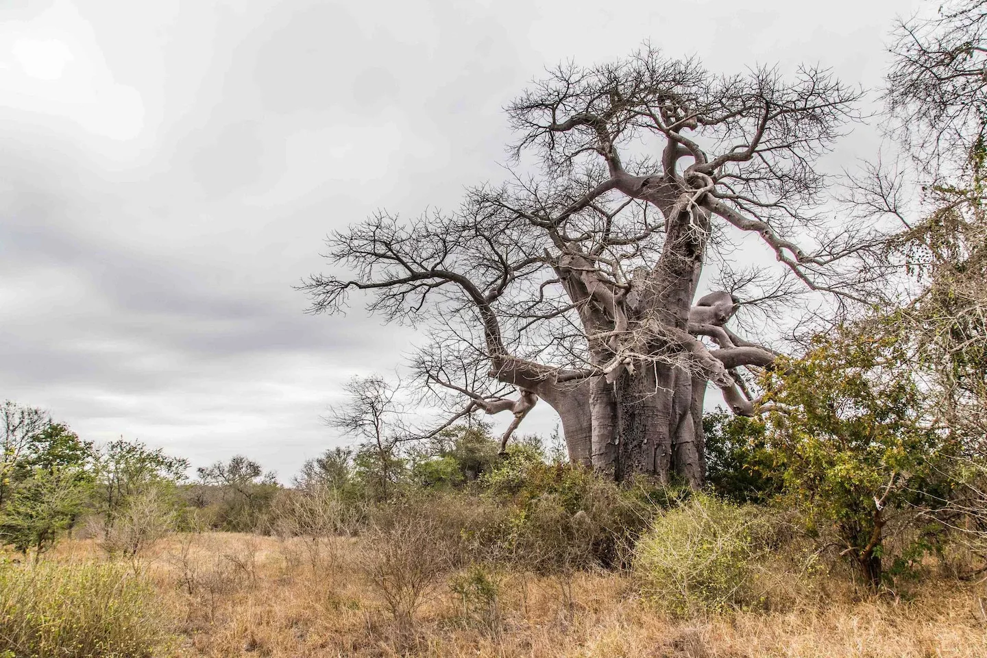 Ethical Hunting in ZINAVE NATIONAL PARK: Tradition, Conservation, and Adventure in Mozambique’s Rehabilitated Wilderness…