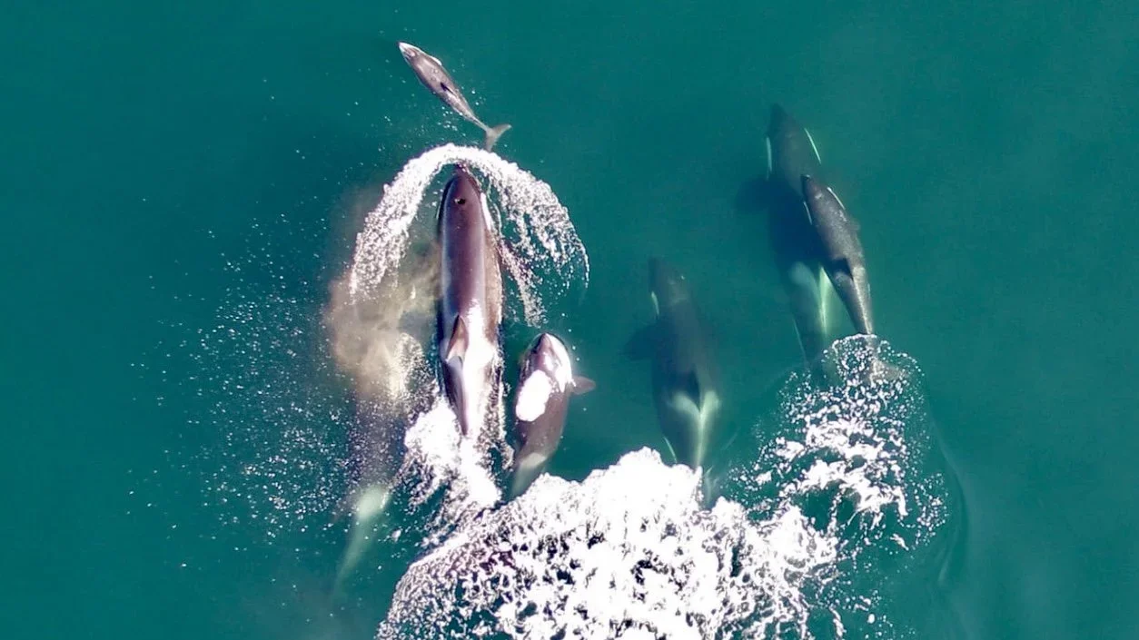 The joint hunting of killer whales and dolphins reveals an unexpected interspecific union