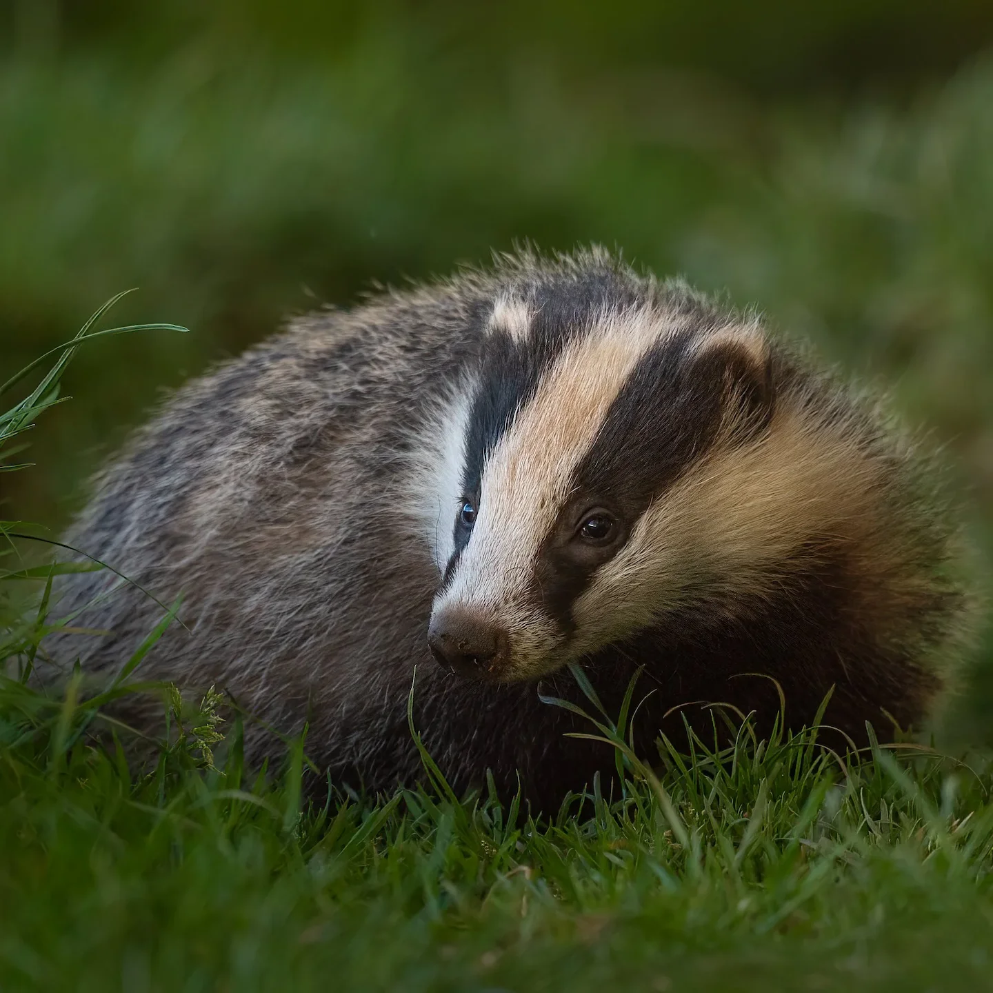 Animal Baiting in Northern Ireland: USPCA Warns of 150 Active Offenders and Thousands of Illegal Badger Attacks Each Yea…