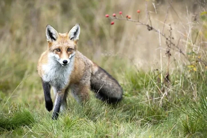 Fox Hunting Ban Overruled in Ireland: Parliament Rejects Bill