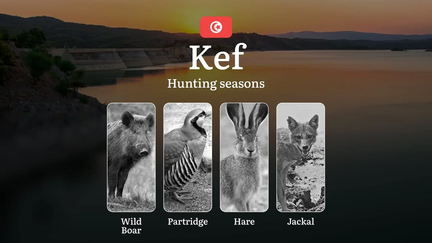 Hunting Seasons in KEF: Key Periods, Game Activity, Protected Species, Practical Recommendations and Legal Consequences…
