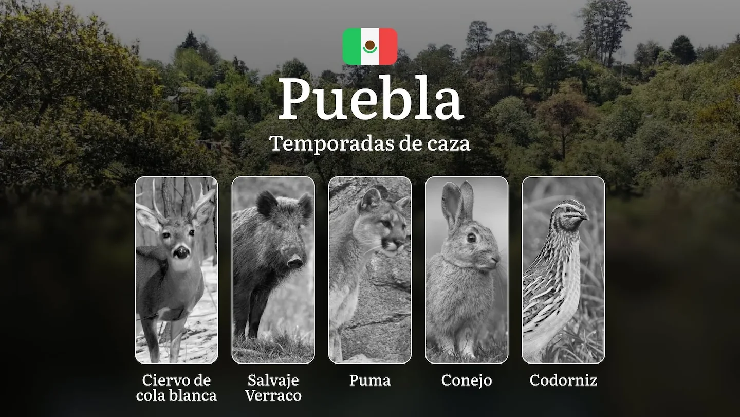 Temporadas y períodos de Caza en Puebla: Fechas, Especies y Regulaciones para una Experiencia Exitosa