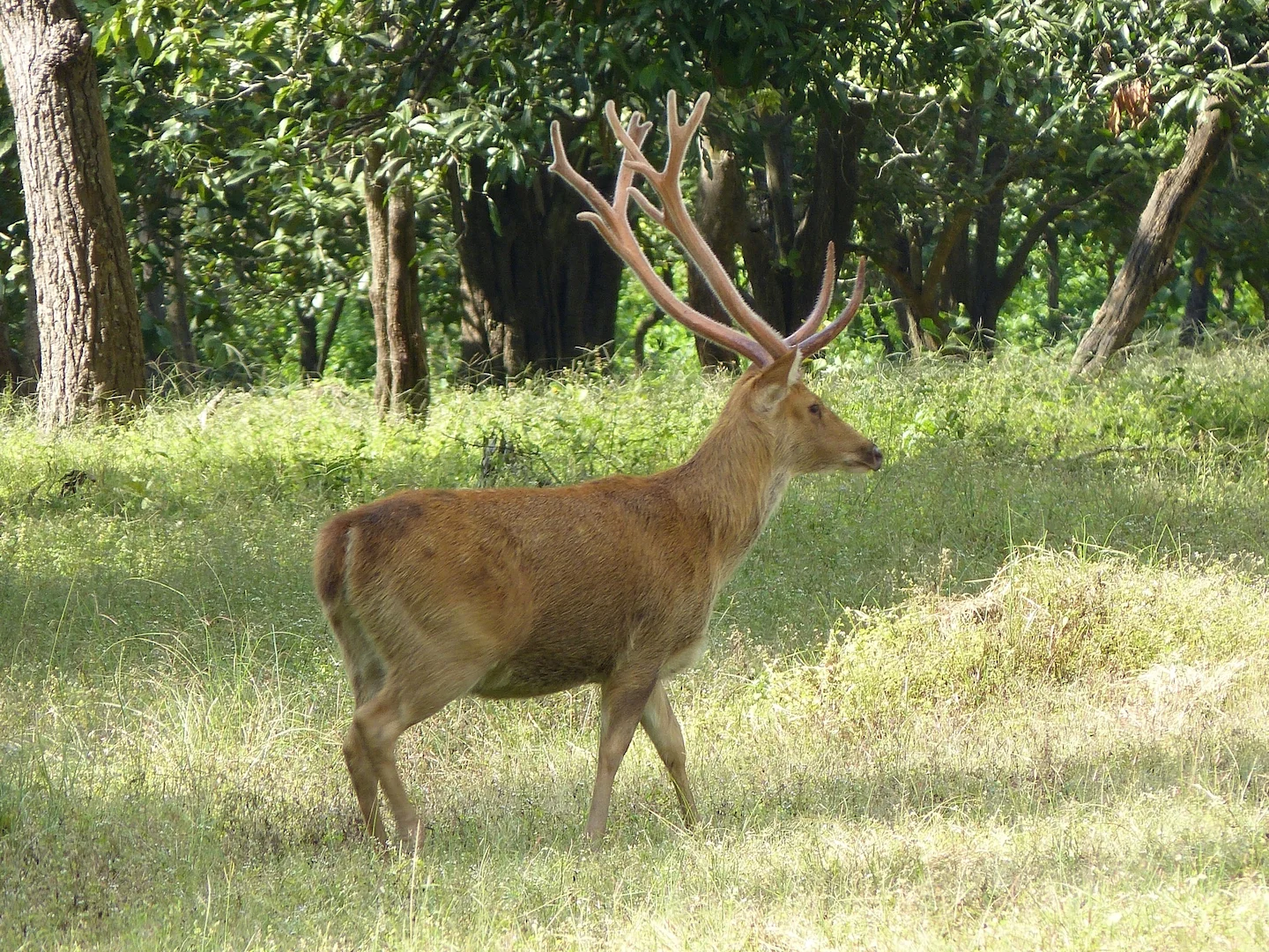 Photo of Swampbok (Rucervus duvaucelii)