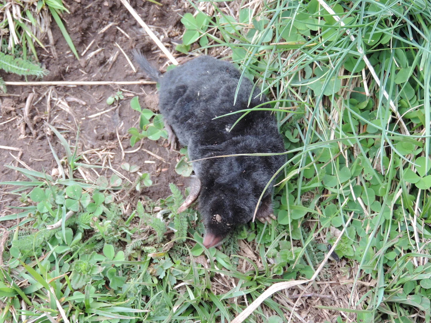 Photo of Romeinse mol (Talpa romana)