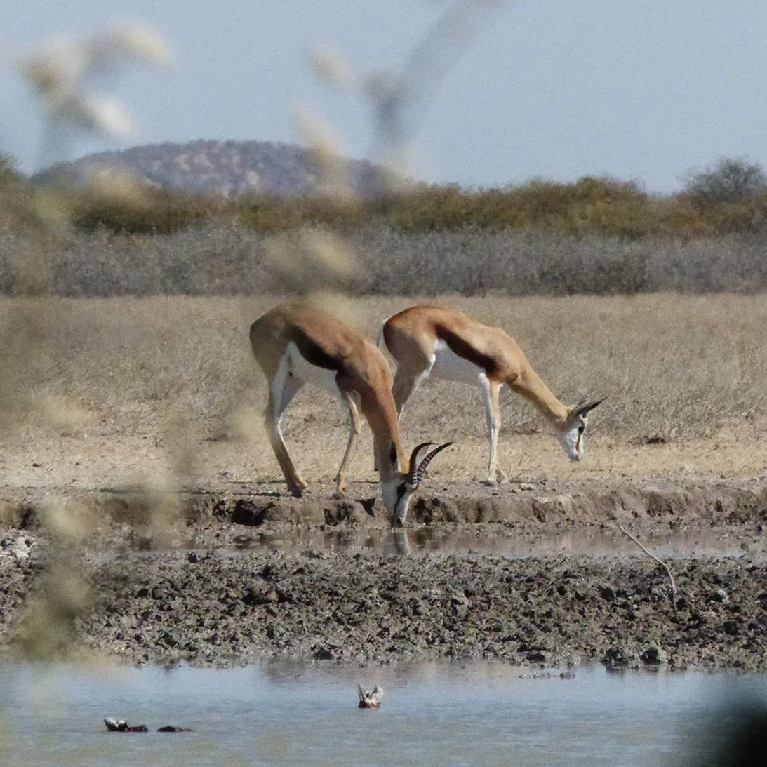 Botswana’s Hunting Revenue Nearly Doubles Despite Rising UK Pressure on Trophy Imports