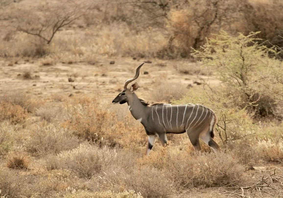 Hunting in Mtwara Region, Tanzania: Laws and Legislation, Clubs and Seasons, Demographics in Tanzania