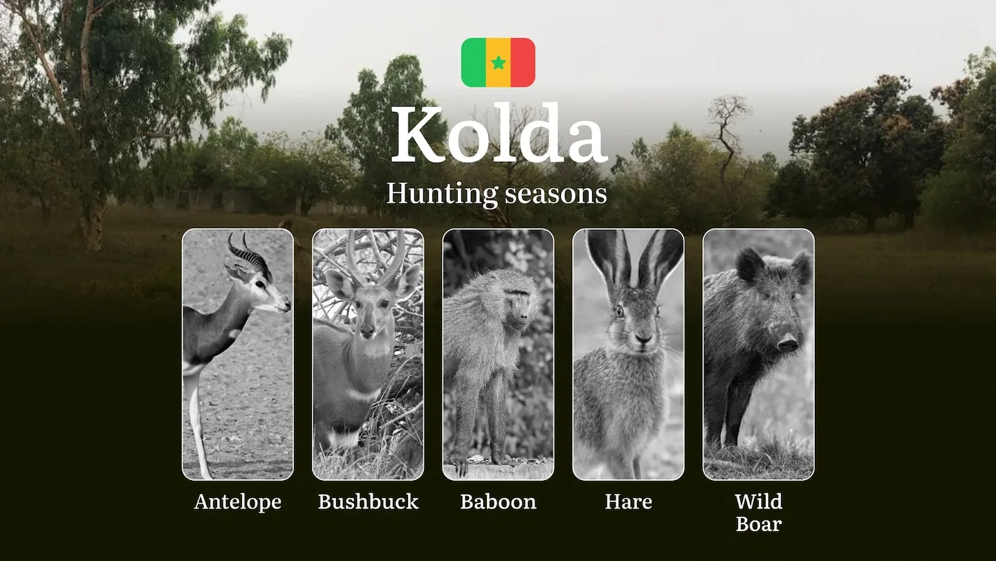 Time of Hunting in Senegal: Dates of Hunting in the KOLDA Region, Hunting Permits and Penalties for Violating Hunting Ru…