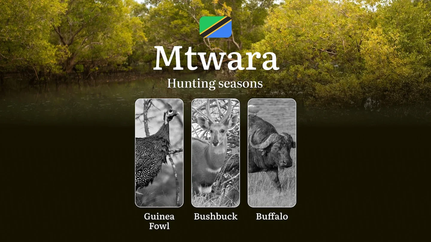 Official Hunting Timeline in Mtwara: Legal Limits and Seasonal Bans, Licensing Rules, Fines and Consequences for Breache…