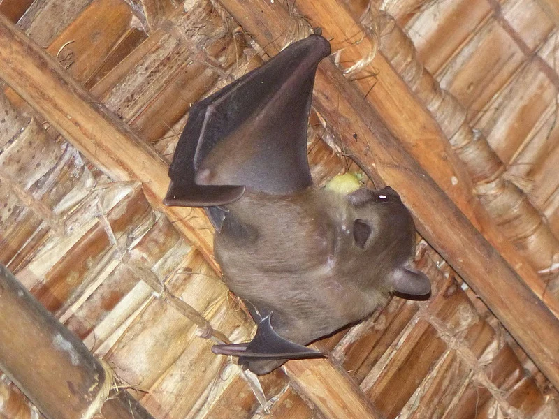 Photo of Egiptiese grotvlermuis (Rousettus aegyptiacus)