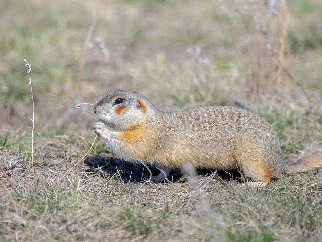Photo of Rooiwang-grondeekhoorn (Spermophilus erythrogenys)