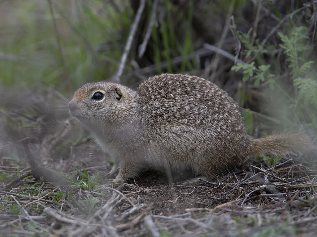 Photo of Washington-grondseekat (Urocitellus washingtoni)