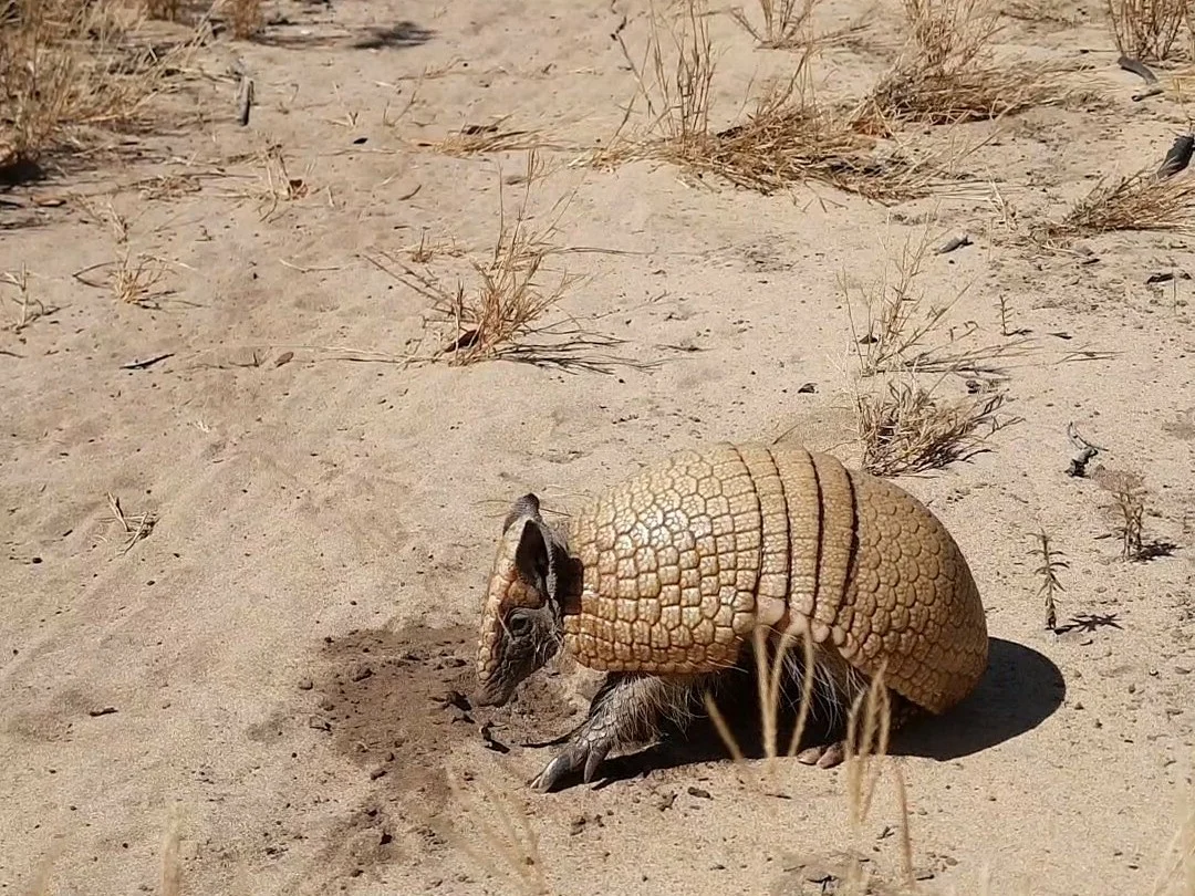 Photo of Drieband-armadillo (Tolypeutes tricinctus)