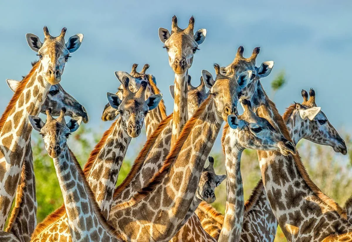 Hunting in Simiyu Region, Tanzania: Clubs and Laws, Legislation and Hunting Seasons, Tanzanian Hunting Organizations and…