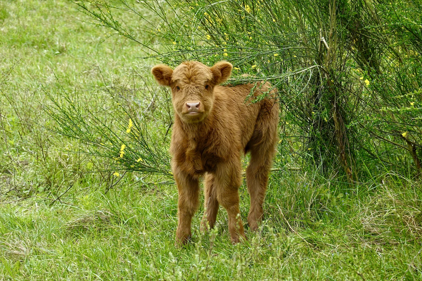 Braconnage Calvados: deux sexagénaires condamnés pour 15 prélèvements illégaux de sangliers, cervidés et un veau