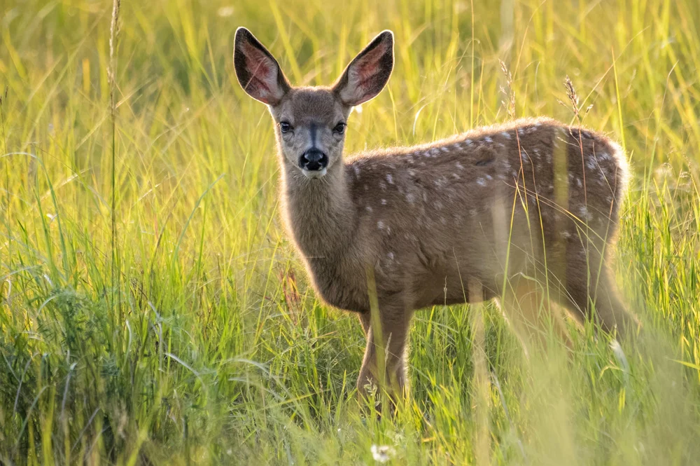 🦌 Missouri Deer Hunting Rules 2026: Nonresident Buck Limits Halved & New $165 Public Land Tax