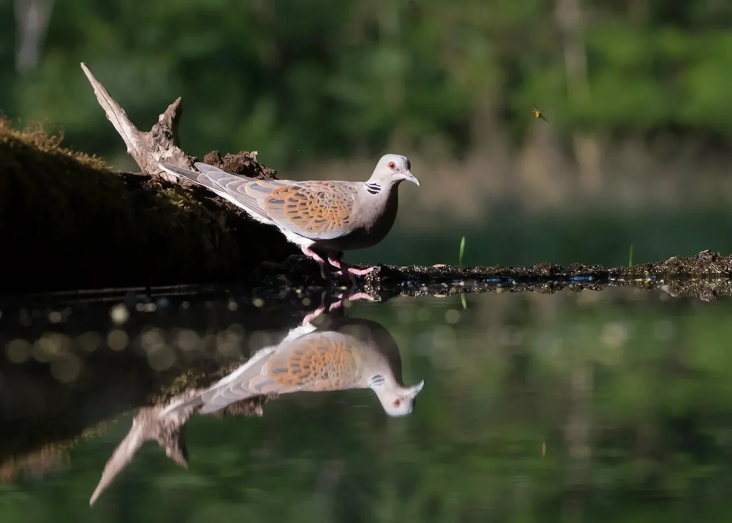 Grouse hunting in the Eastern region of Morocco: A complete guide to successful hunting: from geography and seasons to t…