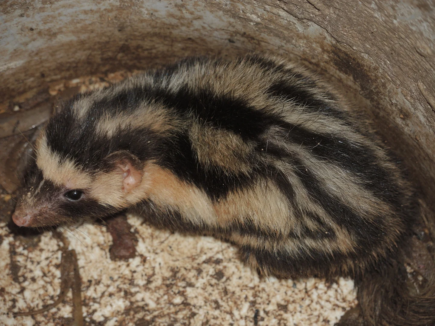 Photo of Kabouterkollewors met kolletjies (Spilogale pygmaea)