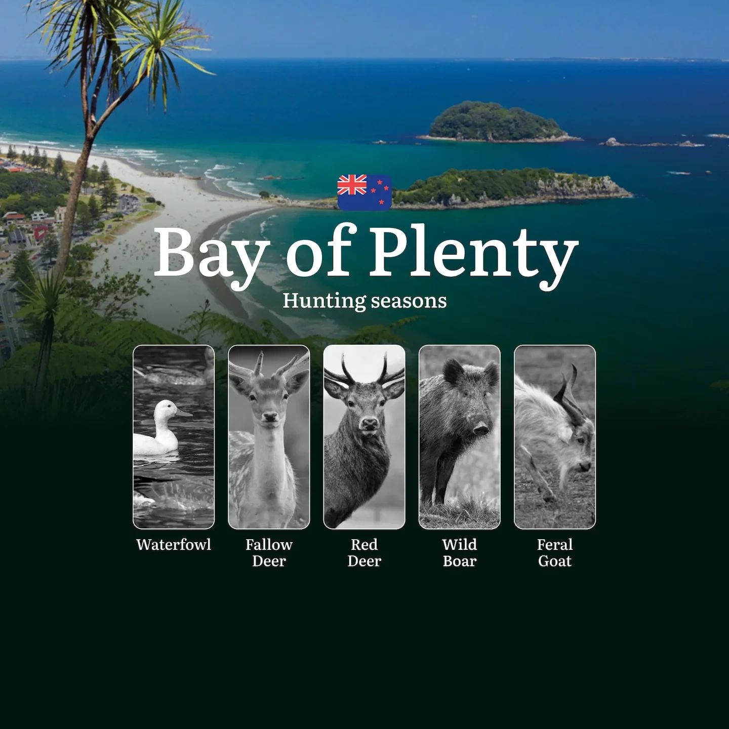 BAY OF PLENTY Hunting Periods, Licenses, Rules and Best Times for Hunting, Main Rules and Timeframes