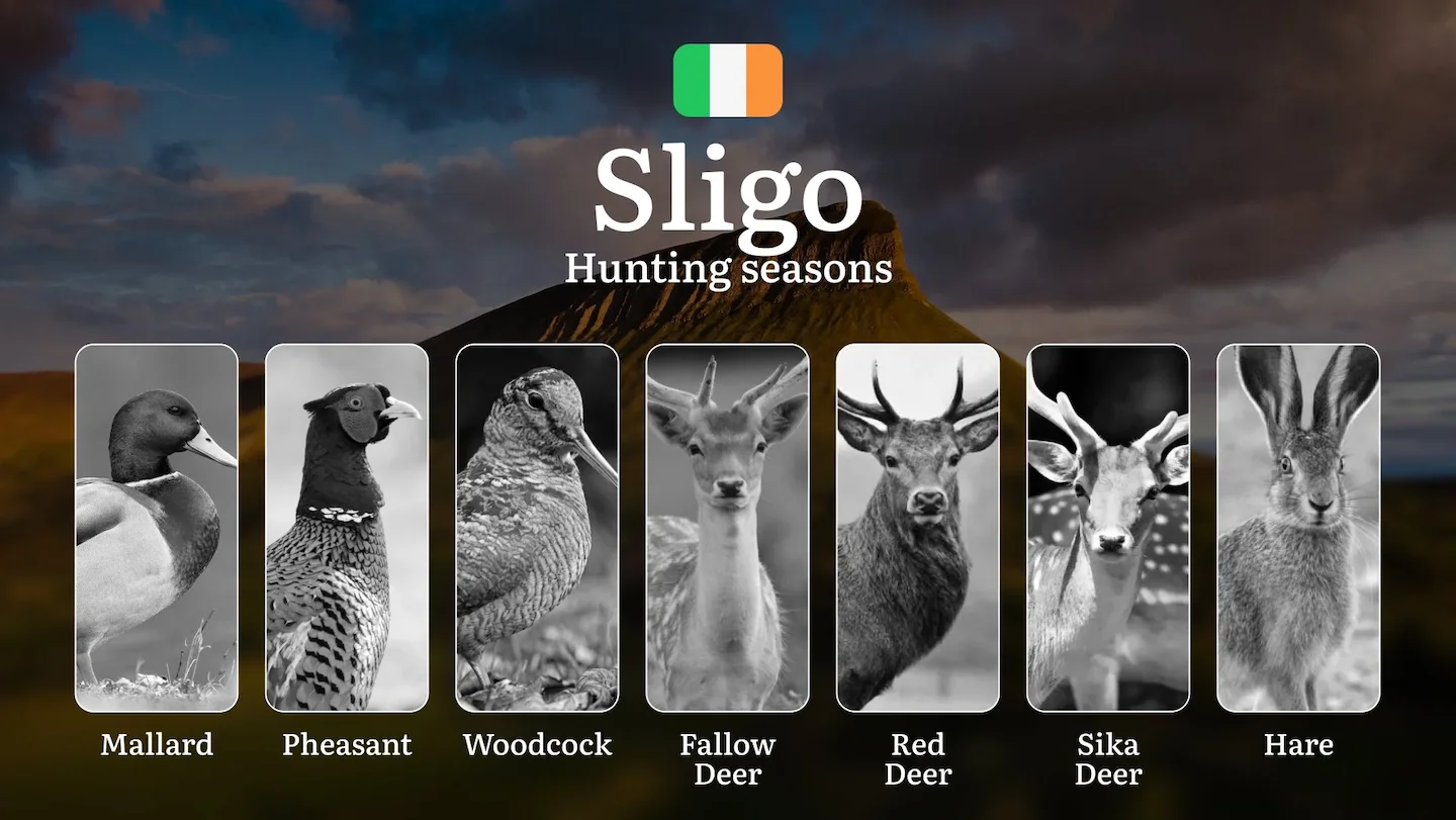 Mastering the Hunting Seasons in SLIGO, Ireland: Key Dates, Regulations, and Prime Game Opportunities