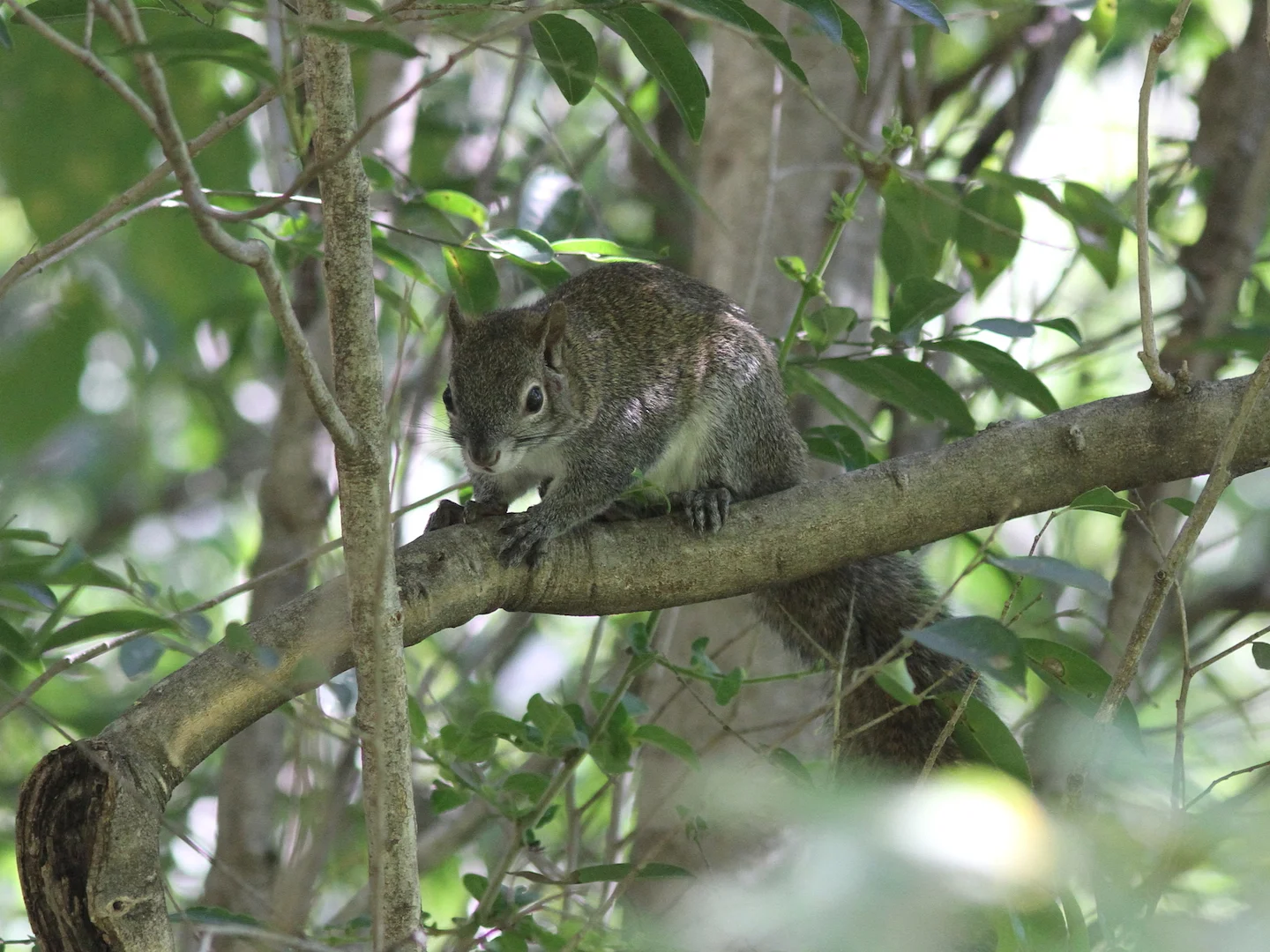 Photo of Collie-seekhoring (Sciurus colliaei)
