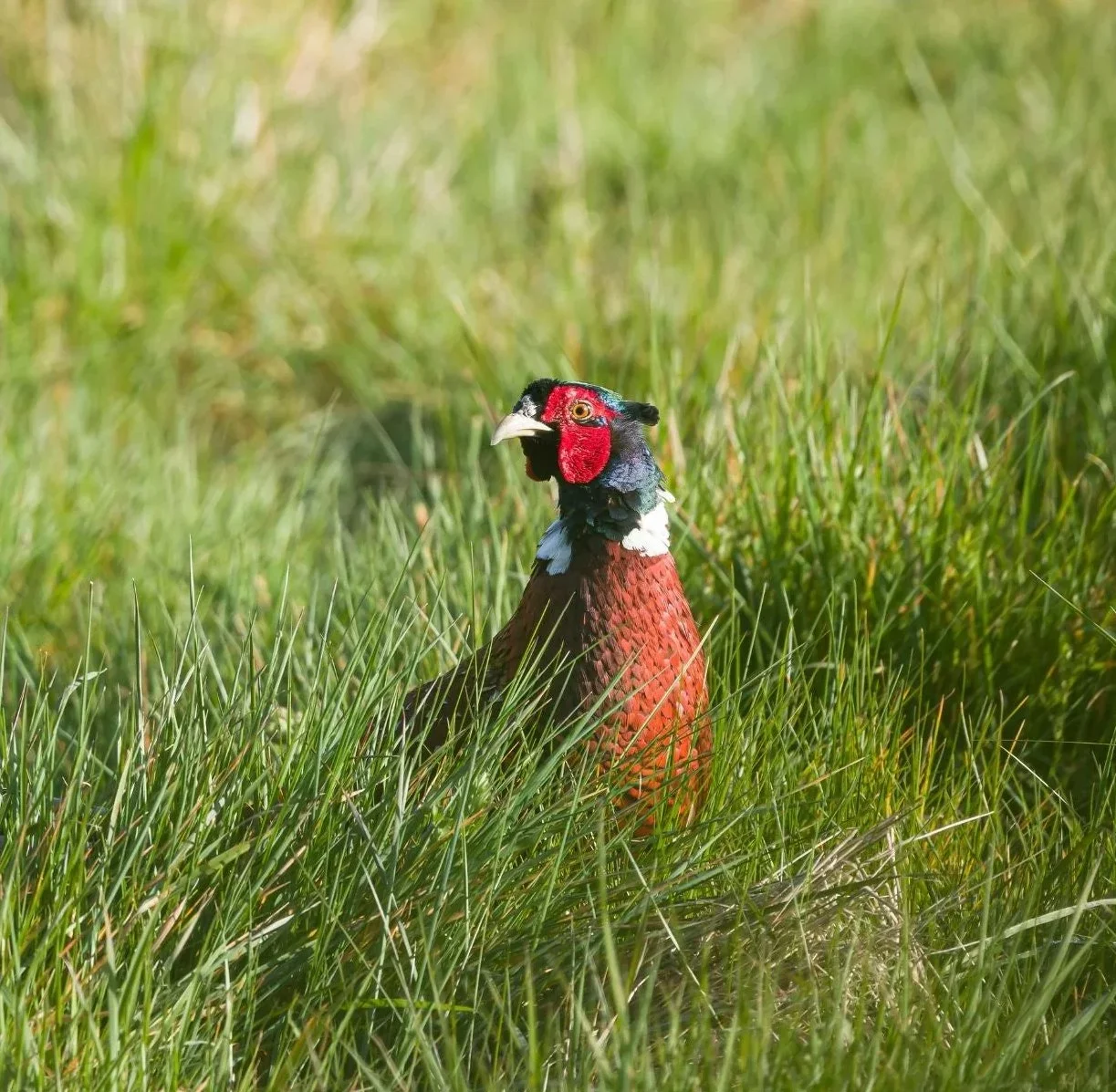 Government Launches Review of Wild Bird Hunting Amid Sharp Population Declines