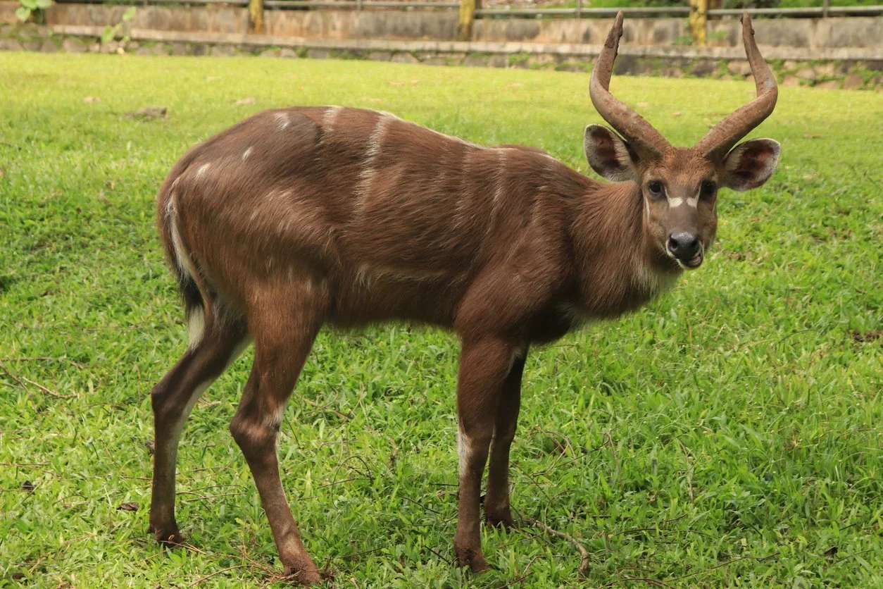 Hunting in Ngounié Province, Gabon: Laws and Legislation, Seasons and Clubs, Communities for Hunters