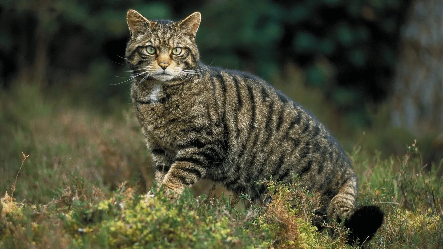 Wildkatzen mit GPS-Sendern: Neues Forschungsprojekt startet im Kanton Waadt