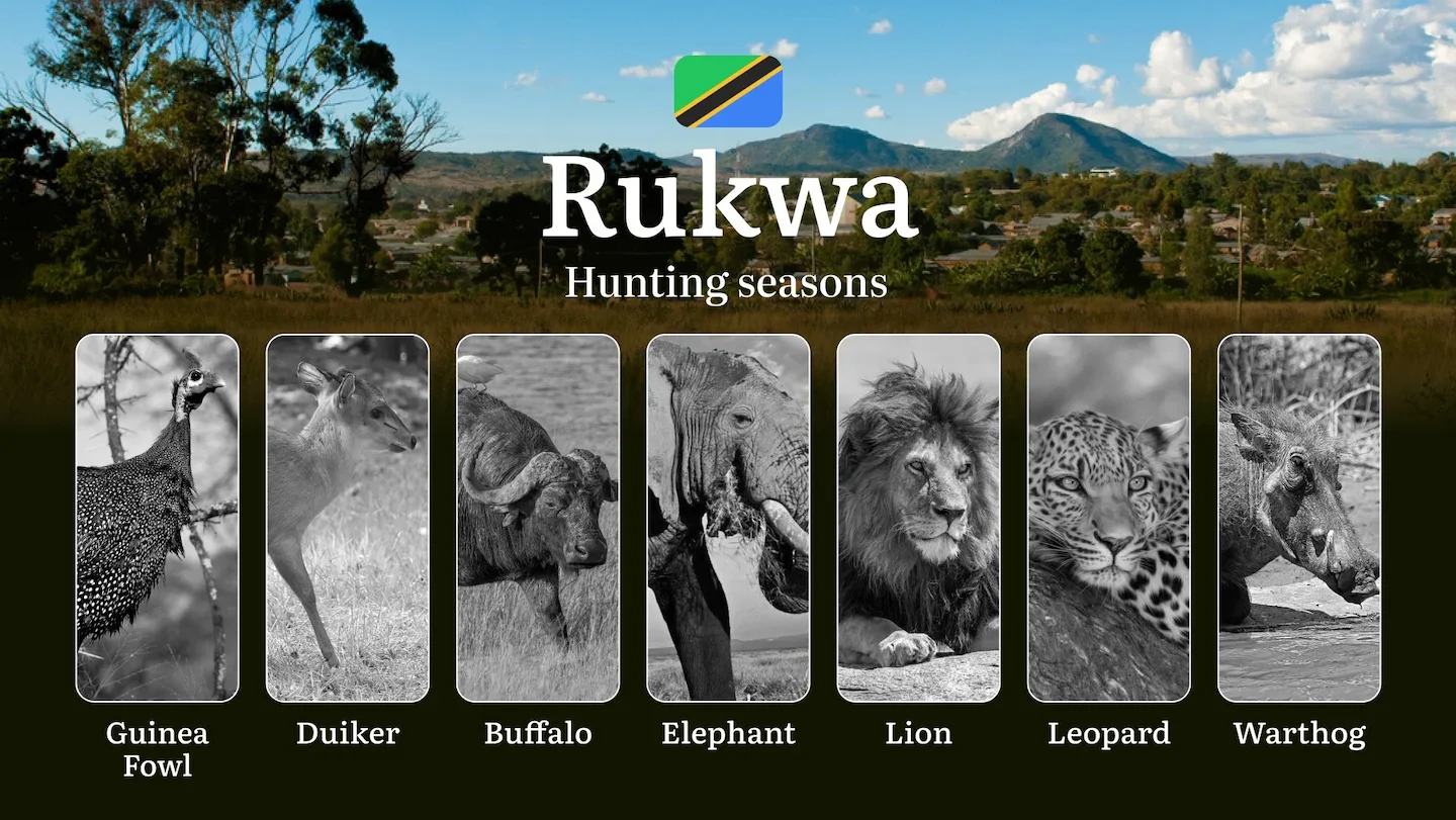 Official Hunting Timeline in Rukwa: Legal Limits and Seasonal Bans, Licensing Rules, Fines and Consequences for Breaches…