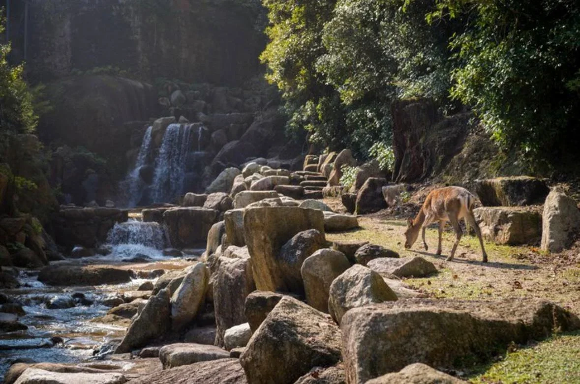 Limpopo National Park Tourism Paralysis: Flood Damage Halts Hunts & Safaris