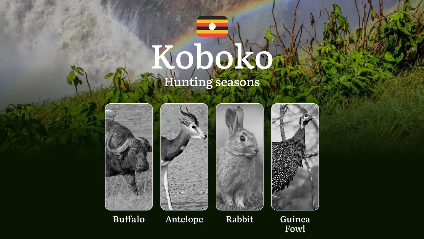 Hunting Date Ranges in Koboko: Hunting Periods, Legal Limits and Seasonal Bans, Licensing Rules, Fines and Consequences,…