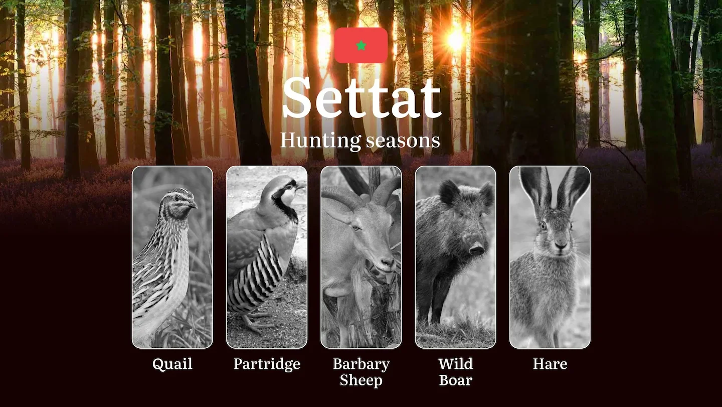 Hunting Seasons in Settat: Restrictions, Bans, and Protected Species, Choosing Timing, Gear, and Tactics