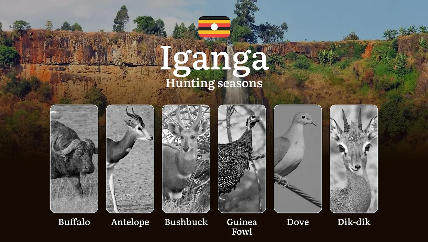 Hunting Date Ranges in Iganga: Hunting Periods, Legal Limits and Seasonal Bans, Licensing Rules, Fines and Consequences,…