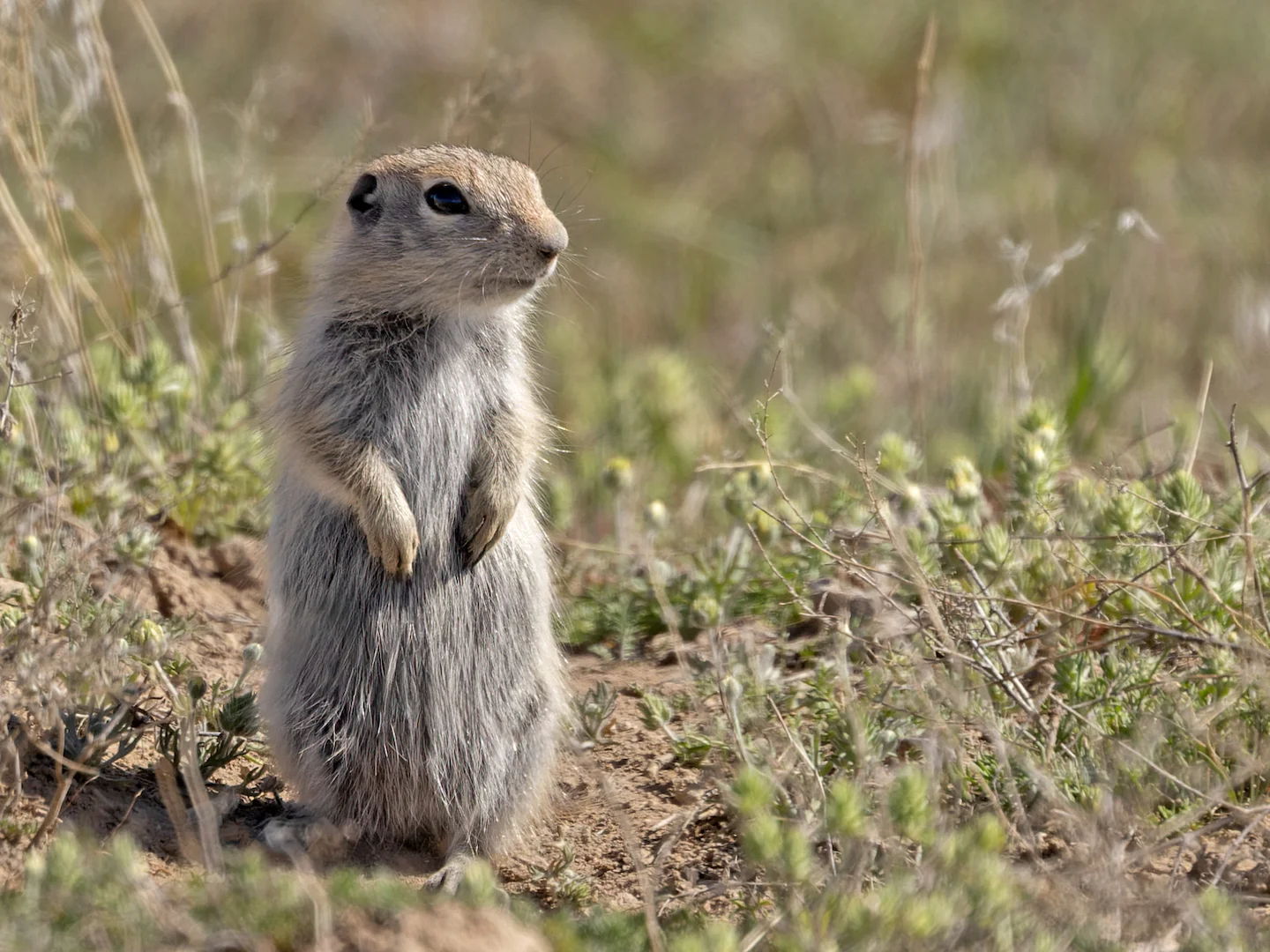 Photo of Piute-grondseekhoring (Urocitellus mollis)
