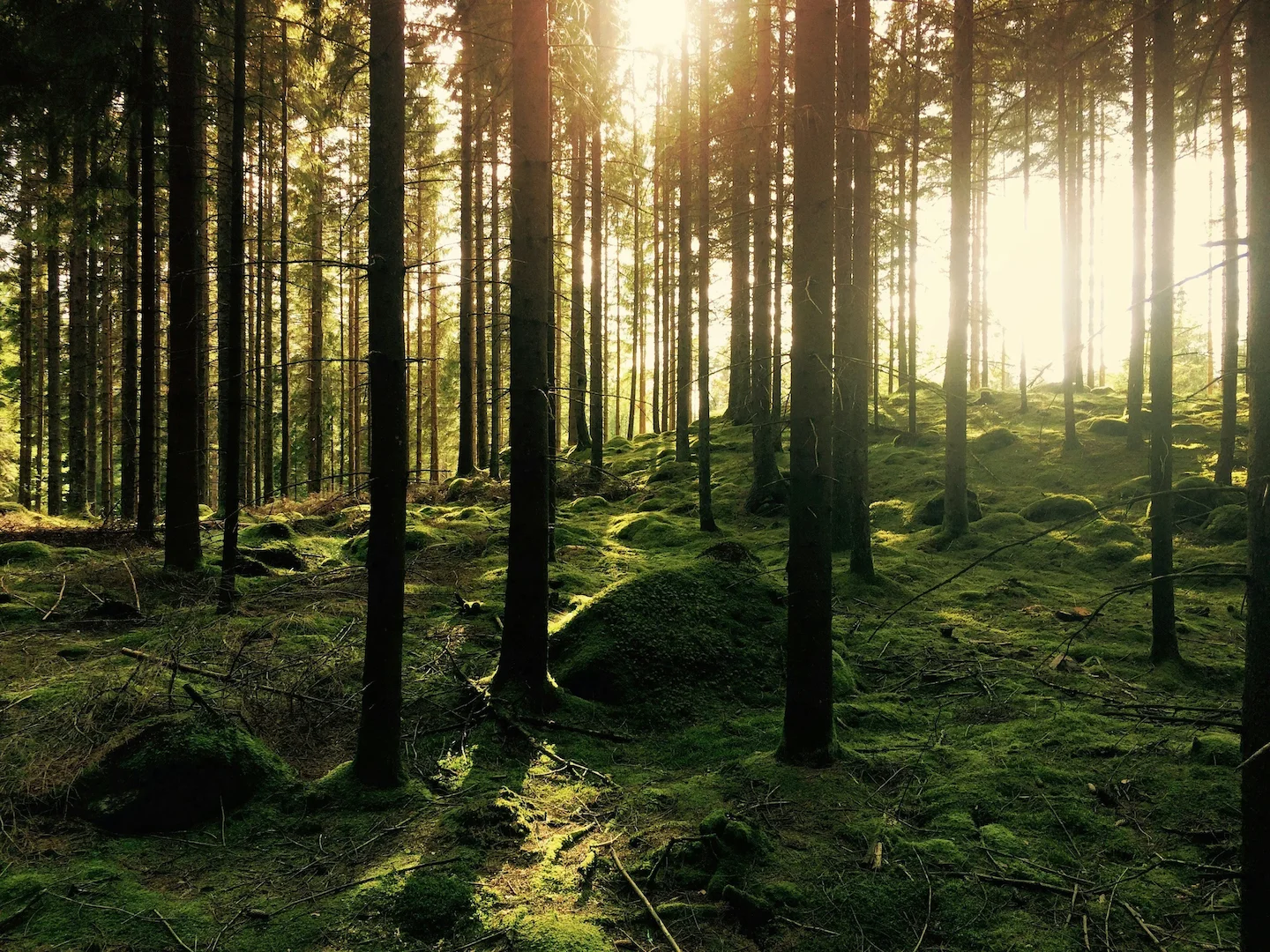 Hunting in Värmland, Sweden: A Detailed Guide for Hunters on Seasons, Species, and Essential Tips for a Successful Exper…