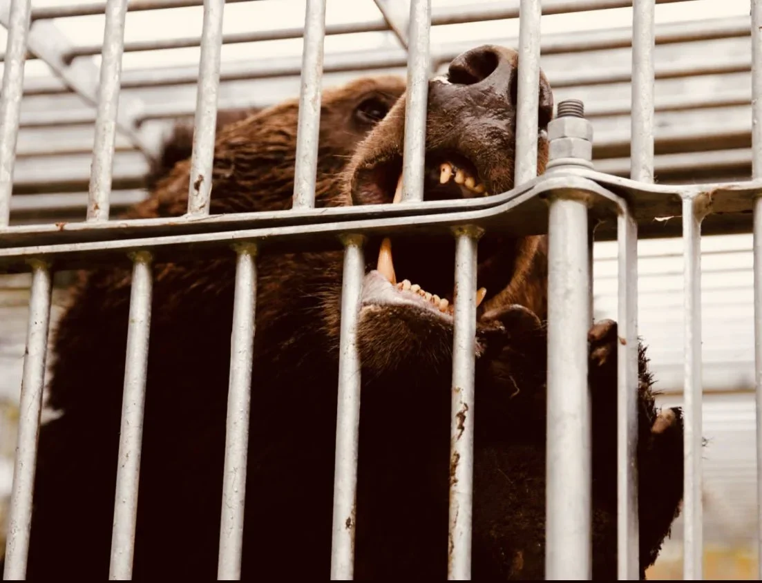 日本でクマ被害が深刻化し、自衛隊が緊急出動——秋田・岩手で100件超の襲撃、12人死亡。