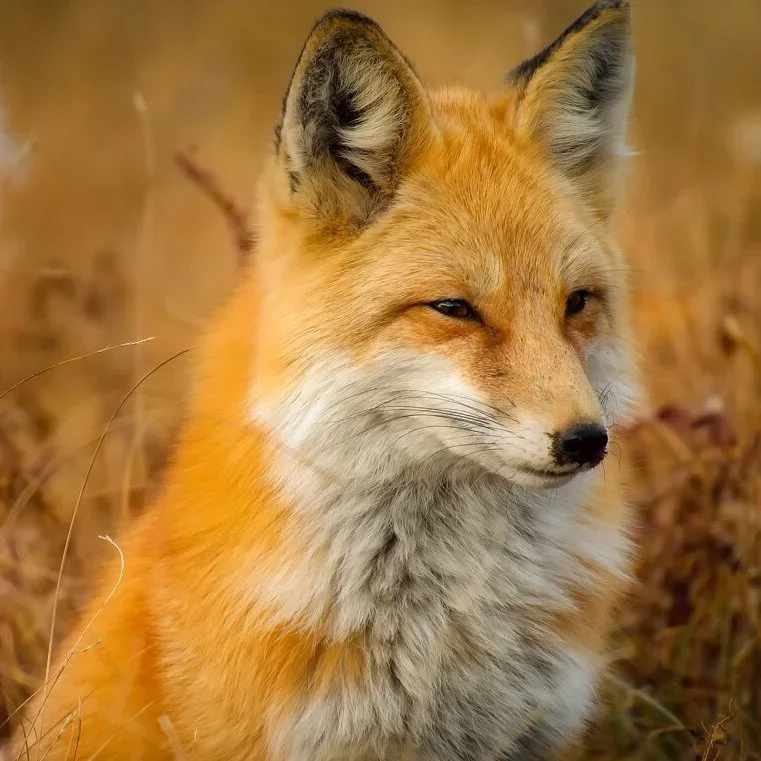 Evidence of Fox Hunts Continues Despite the Ban